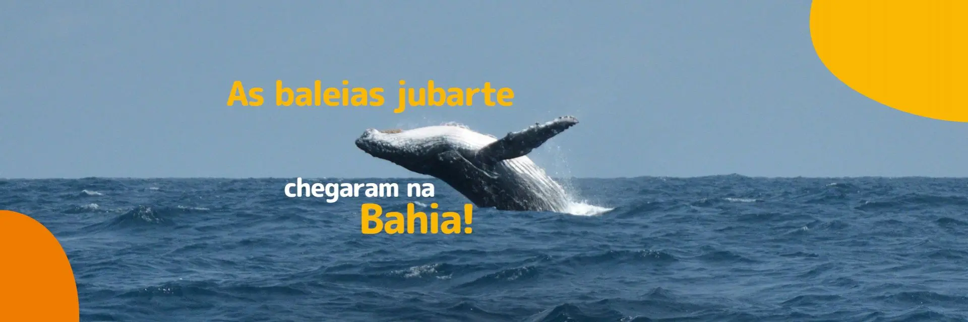 Admire as baleias jubarte na Praia do Forte em um passeio inesquecível