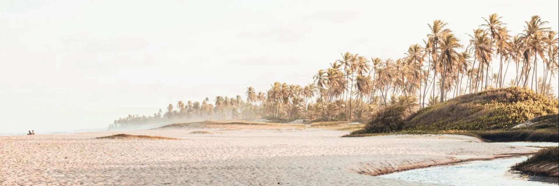 Imagem de uma praia com céu azul e coqueiros