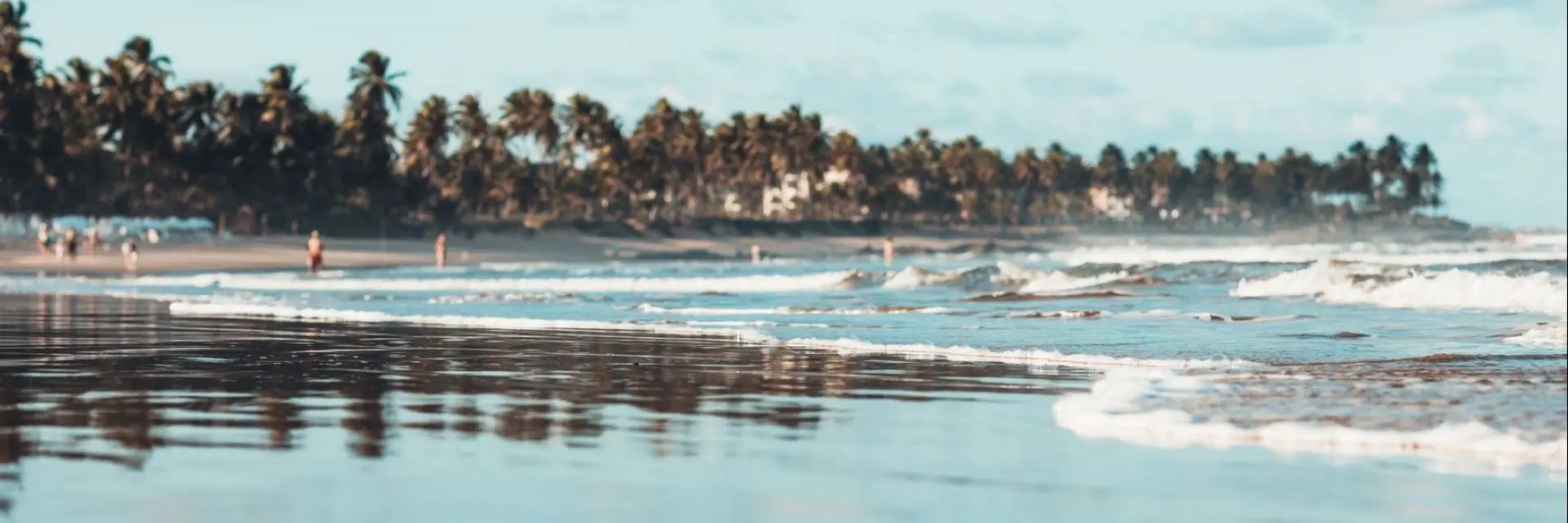 Projeto Baleia Jubarte: tudo sobre as atividades na Mata de São João 