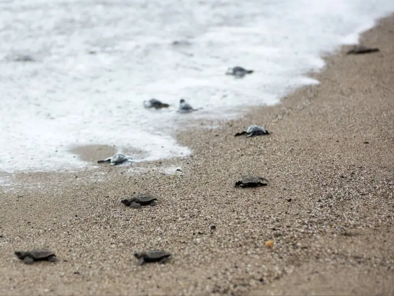 filhotes de tartaruga indo para o mar no Projeto Tamar