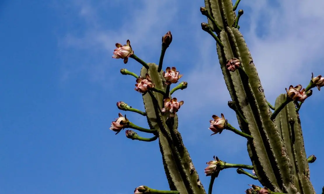 Cacto de mandacaru com as flores nascendo do corpo da planta