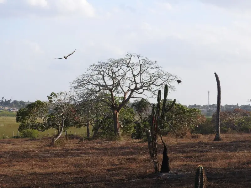 Cenário de caatinga, típico do sertão nordestino, em Feira de Santana