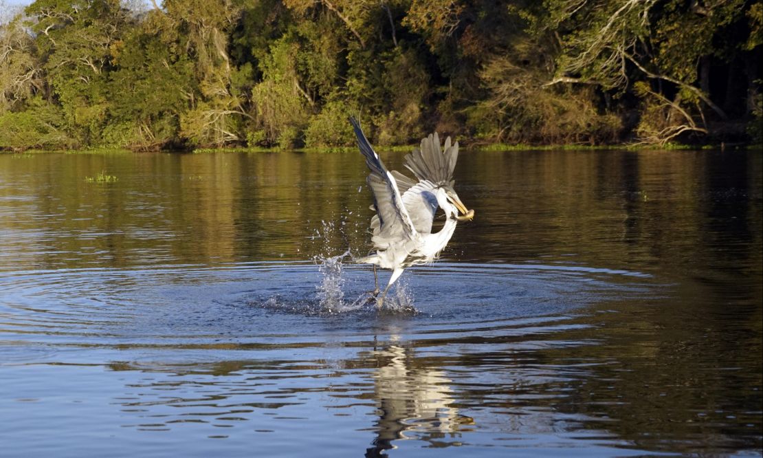 Parque Nacional Das Emas.jpg