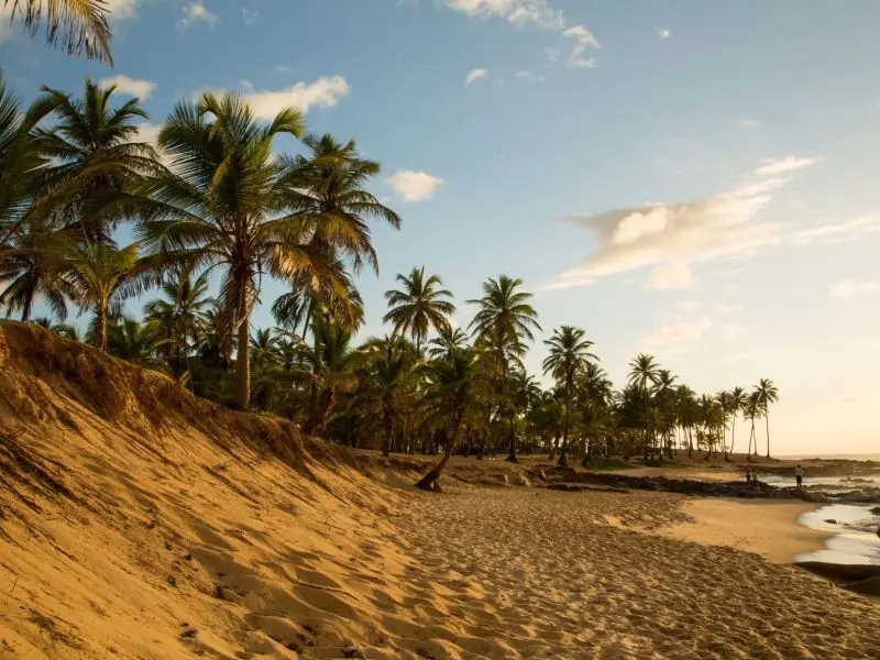 Imagem de uma praia com céu azul e coqueiros